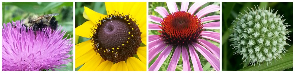 wildflower fascination